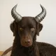 Dindra