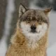 Winterwolf